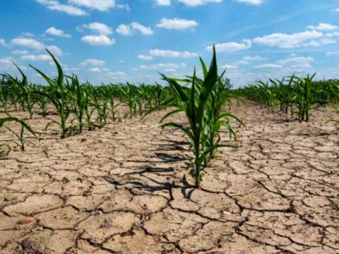 Sequía: Provincia prorrogó emergencia agropecuaria hasta marzo. Agregó a otros 9 distritos