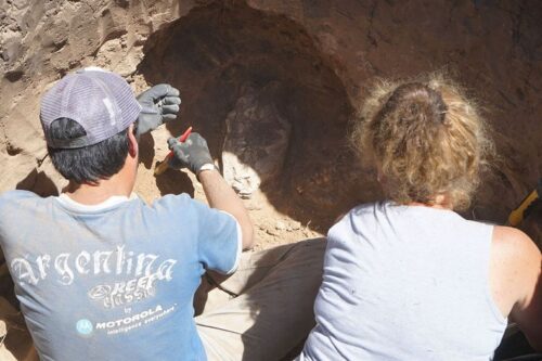 Necochea: encontraron el cráneo de un mamífero de la Era del Hielo