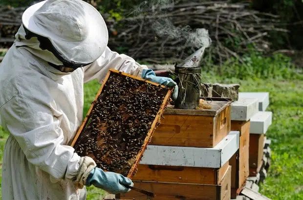 Consejos para apicultores y productores agropecuarios para evitar contaminación y dar más productividad a colmenares