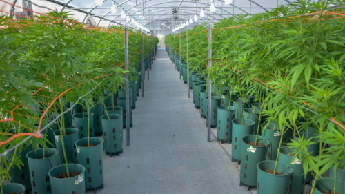 Lanzan la Agencia Nacional de Cannabis para impulsar su uso medicinal e industrial