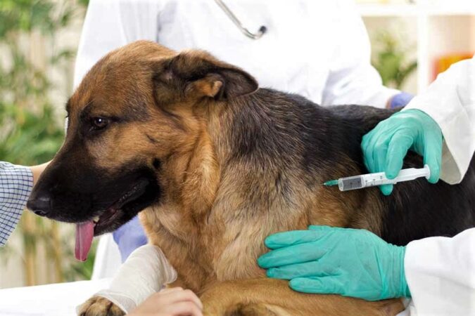 Campaña vacunación antirrábica 2023 en veterinarias particulares