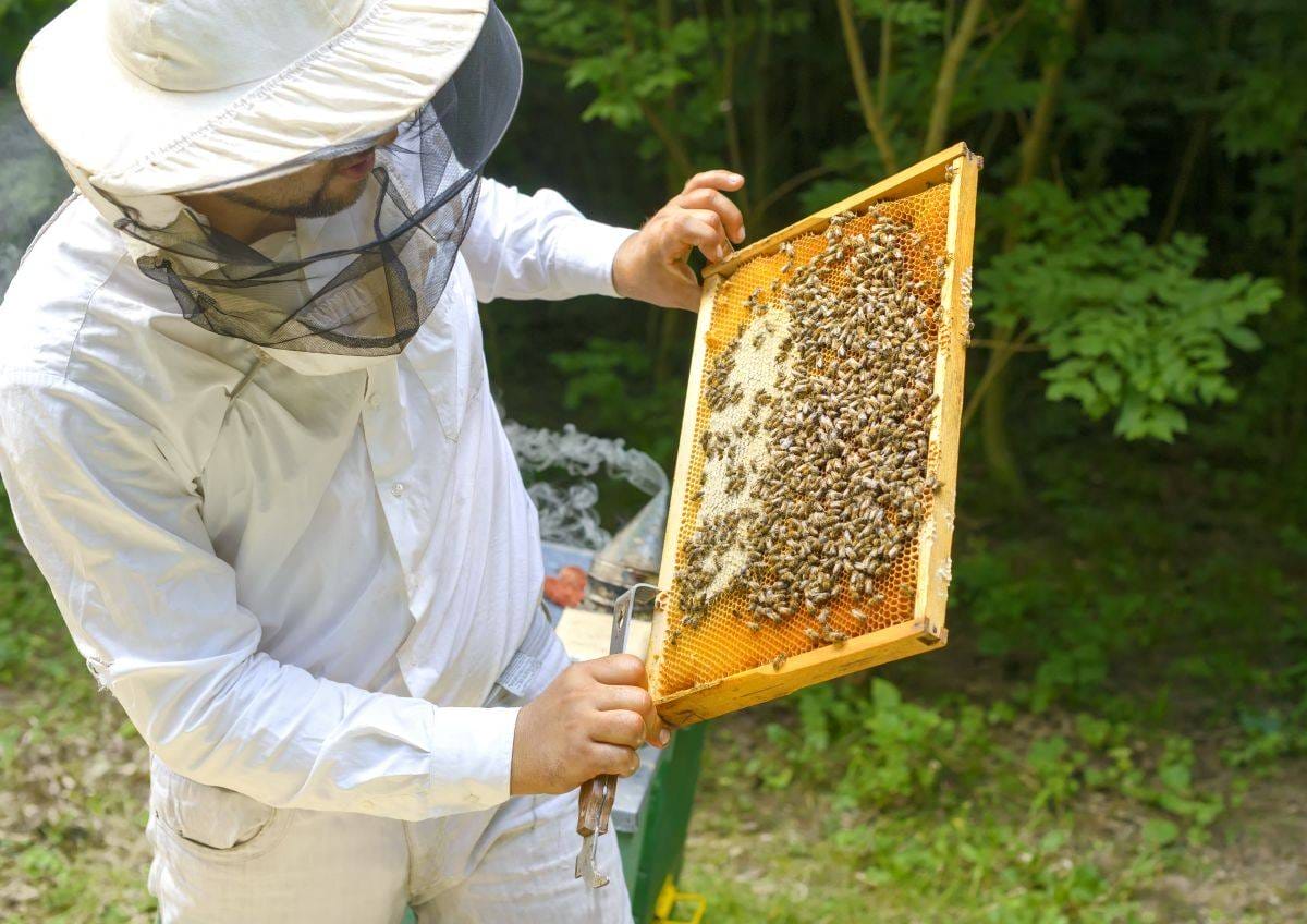 La apicultura y la fumigación, todo un tema para los productores