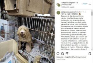 Fallo histórico: condenaron al dueño de un criadero de perros por crueldad animal