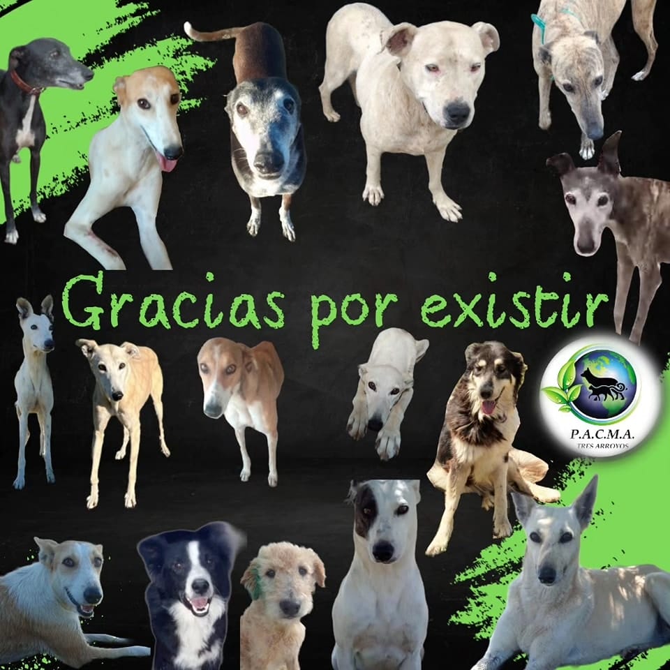Día del Animal: PACMA y su gran tarea de rescate de mascotas de la calle