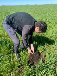 En Juárez se produce cebada agroecológica para Quilmes
