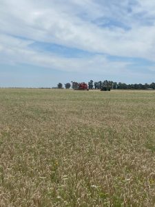En Juárez se produce cebada agroecológica para Quilmes