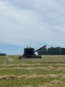 En Juárez se produce cebada agroecológica para Quilmes