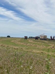 En Juárez se produce cebada agroecológica para Quilmes