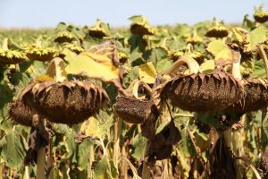 Jornada a campo de El Agropecuario y Nuseed