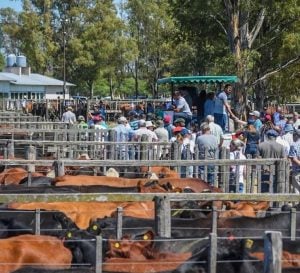 Buenos valores en el primer remate de Civardi en Coronel Dorrego
