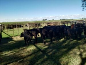 Satisfactorio remate de La Agrícola Ganadera en San Cayetano