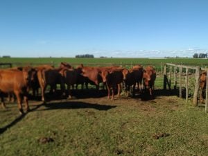 Satisfactorio remate de La Agrícola Ganadera en San Cayetano