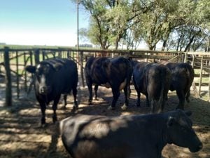 Satisfactorio remate de La Agrícola Ganadera en San Cayetano