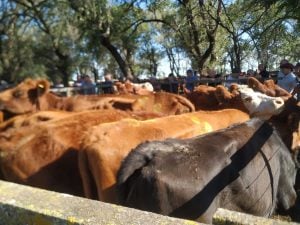 Satisfactorio remate de La Agrícola Ganadera en San Cayetano