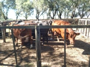 Satisfactorio remate de La Agrícola Ganadera en San Cayetano
