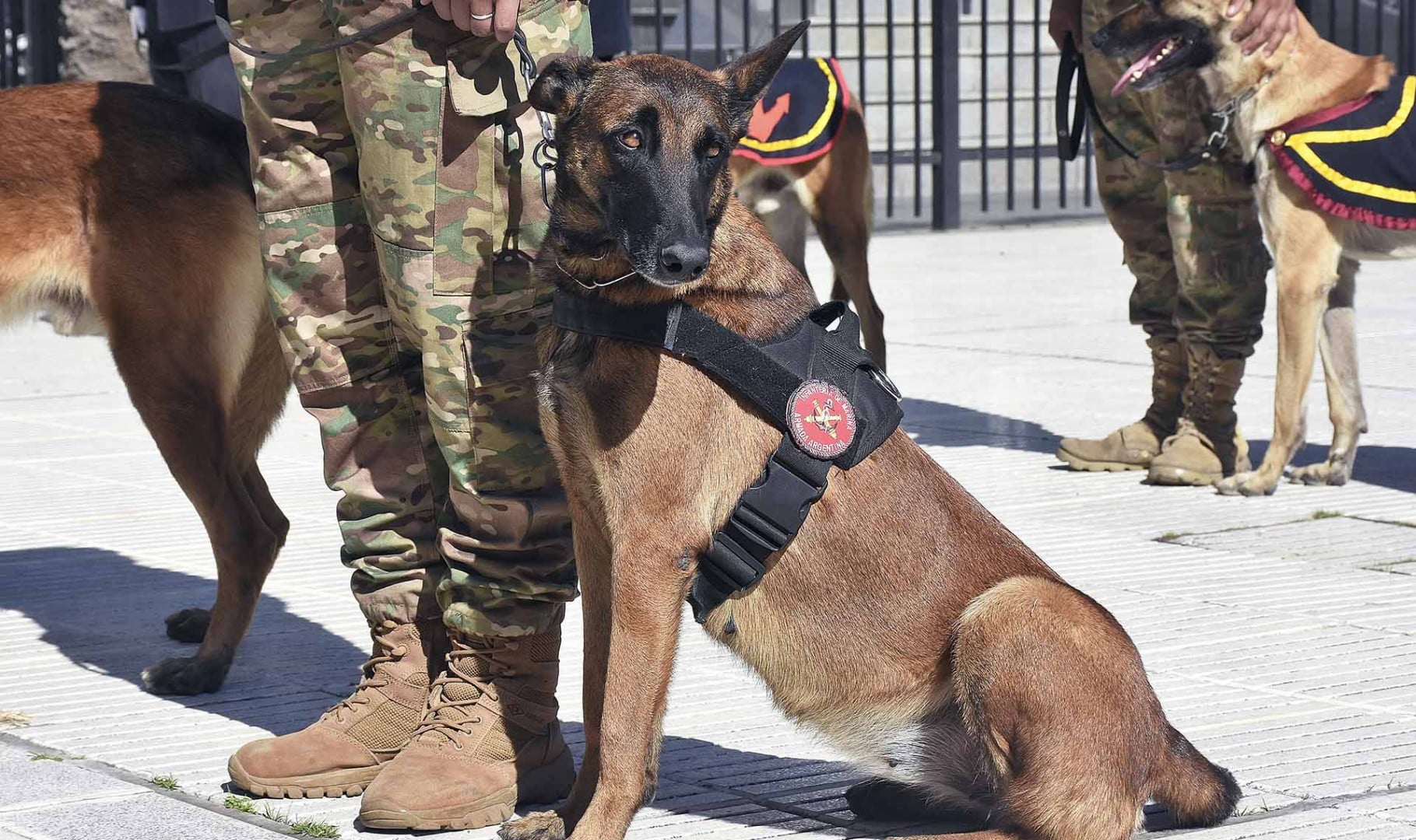 Defensa distinguió a los binomios de la Agrupación Perros de Guerra que combatieron en Malvinas