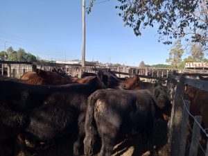 Buenos precios en el remate de Colombo y Magliano S.A.