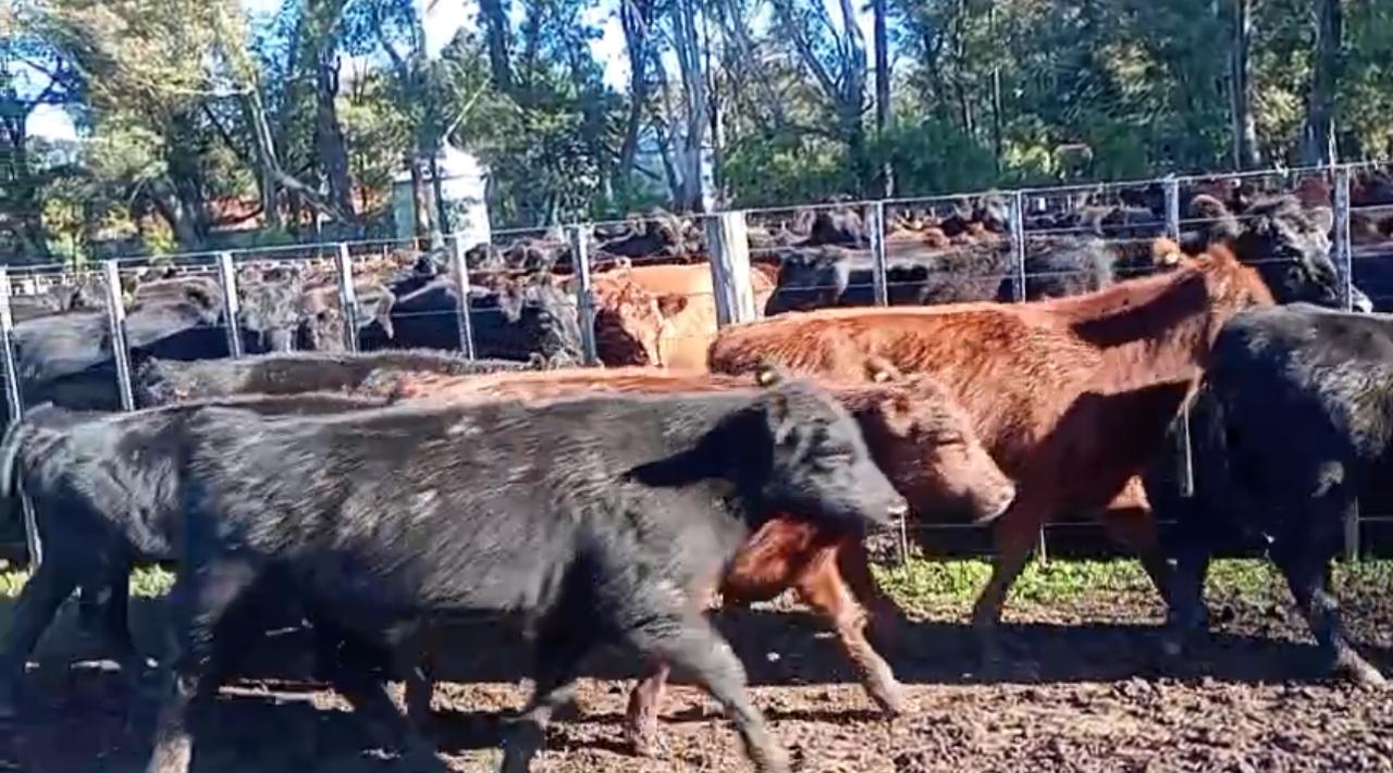 La Agrícola Ganadera prepara su primer remate de Terneros Machos