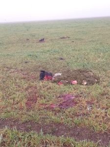 Millonario faenamiento clandestino en campos de Benito Juárez
