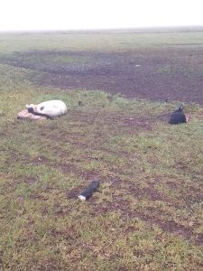 Millonario faenamiento clandestino en campos de Benito Juárez