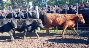 La Agrícola Ganadera prepara su primer remate de Terneros Machos