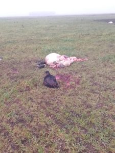Millonario faenamiento clandestino en campos de Benito Juárez