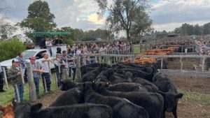 Buenos negocios en el remate de Civardi en Coronel Dorrego