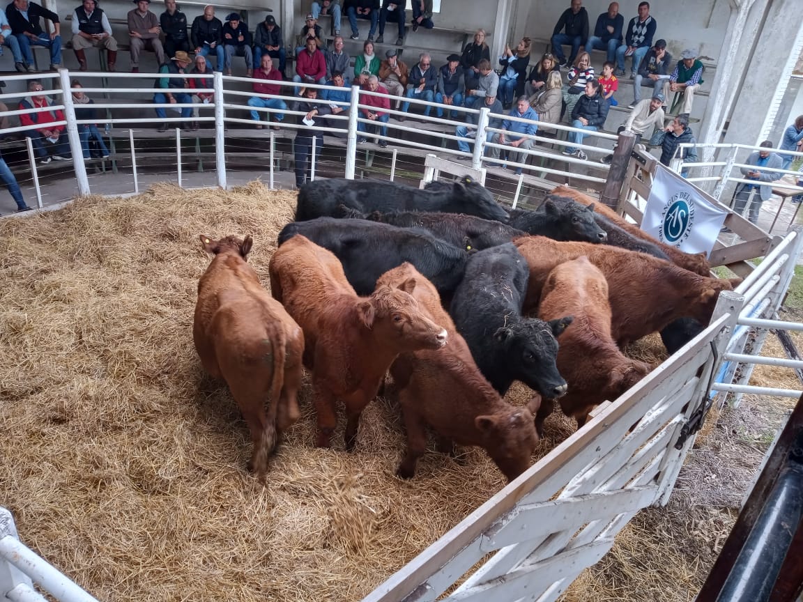 Remate de La Agrícola Ganadera: “Es uno de los mejores eventos que hemos hecho” dijo Sáenz Valiente (audio)