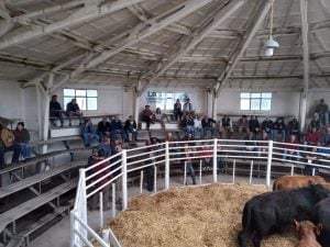 Remate de La Agrícola Ganadera: “Es uno de los mejores eventos que hemos hecho” dijo Sáenz Valiente (audio)