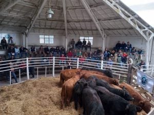 Remate de La Agrícola Ganadera: “Es uno de los mejores eventos que hemos hecho” dijo Sáenz Valiente (audio)
