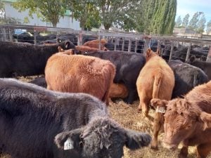 Remate de La Agrícola Ganadera: “Es uno de los mejores eventos que hemos hecho” dijo Sáenz Valiente (audio)