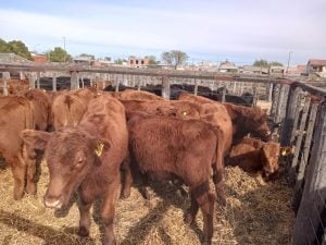 Remate de La Agrícola Ganadera: “Es uno de los mejores eventos que hemos hecho” dijo Sáenz Valiente (audio)