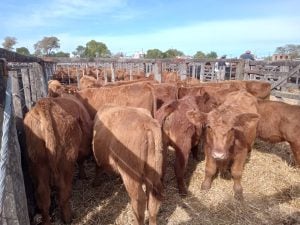 Remate de La Agrícola Ganadera: “Es uno de los mejores eventos que hemos hecho” dijo Sáenz Valiente (audio)
