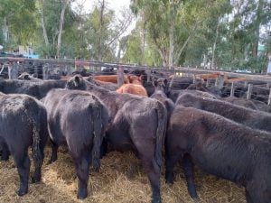 Remate de La Agrícola Ganadera: “Es uno de los mejores eventos que hemos hecho” dijo Sáenz Valiente (audio)