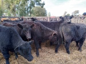 Remate de La Agrícola Ganadera: “Es uno de los mejores eventos que hemos hecho” dijo Sáenz Valiente (audio)