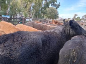 Remate de La Agrícola Ganadera: “Es uno de los mejores eventos que hemos hecho” dijo Sáenz Valiente (audio)