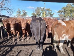 Buenos precios en el remate de La Agrícola Ganadera