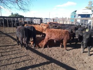 Buenos precios en el remate de La Agrícola Ganadera