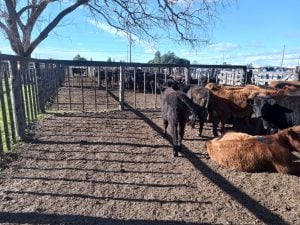 Buenos precios en el remate de La Agrícola Ganadera