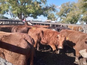 Buenos precios en el remate de La Agrícola Ganadera