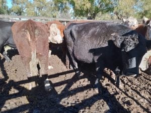 Buenos precios en el remate de La Agrícola Ganadera