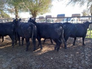 Buenos precios en el remate de La Agrícola Ganadera