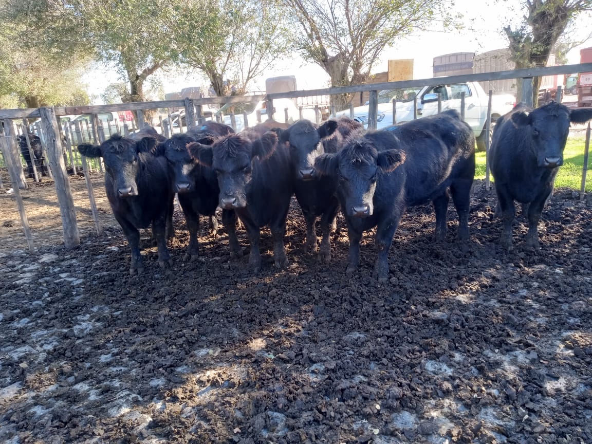 Buenos precios en el remate de La Agrícola Ganadera