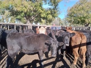Buenos precios en el remate de La Agrícola Ganadera