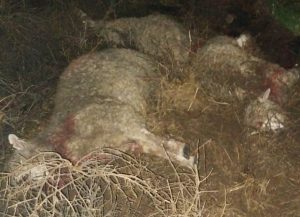 Dorrego: Persecución policial  y detención por robo de ovinos