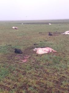 Millonario faenamiento clandestino en campos de Benito Juárez