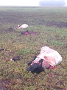 Millonario faenamiento clandestino en campos de Benito Juárez