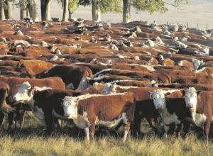 De la Garma: Productor agropecuario denunció el faltante de 57 vacunos de su campo