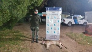 Demorados: Cazaban un puma en zona rural de Tres Arroyos y llevaban un arma sin papeles