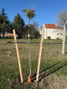 San Cayetano: en el Día del Medioambiente plantaron “100 árboles para mi ciudad”